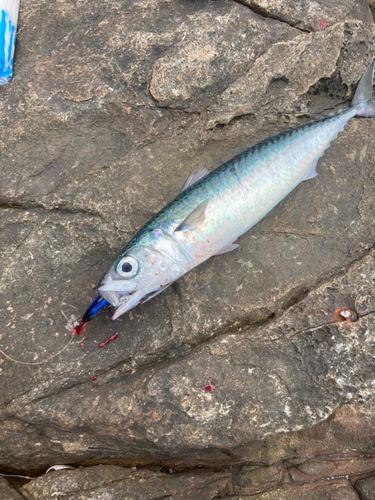 サバの釣果