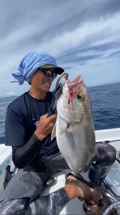 カンパチの釣果