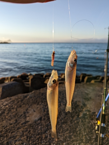 キスの釣果