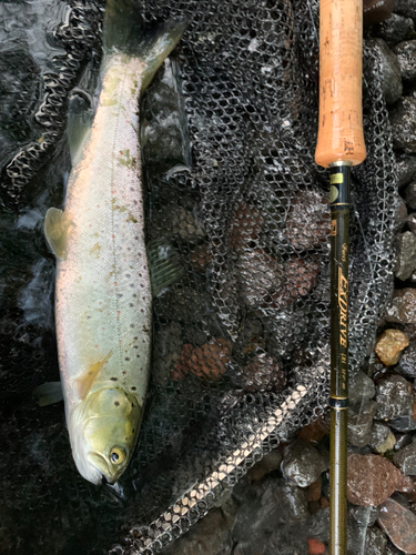 ブラウントラウトの釣果