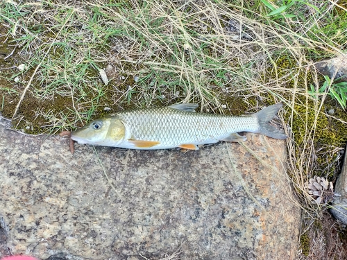 ニゴイの釣果