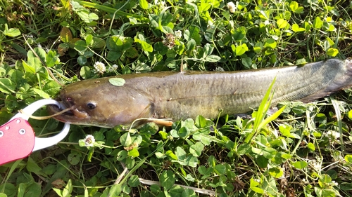 ナマズの釣果