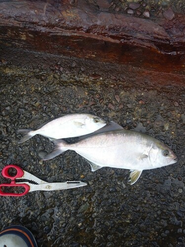 ショゴの釣果