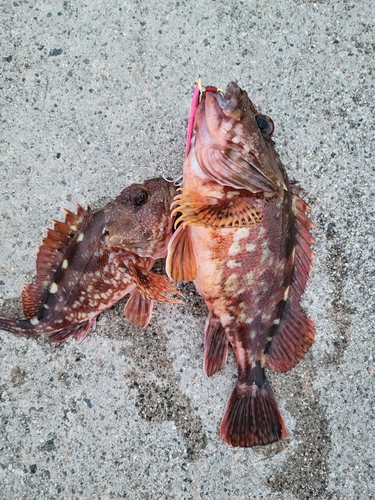 カサゴの釣果