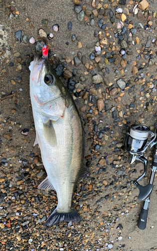 スズキの釣果