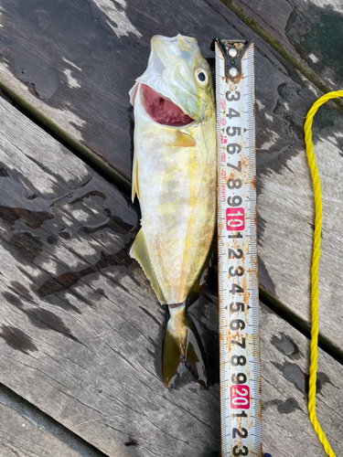 ショゴの釣果