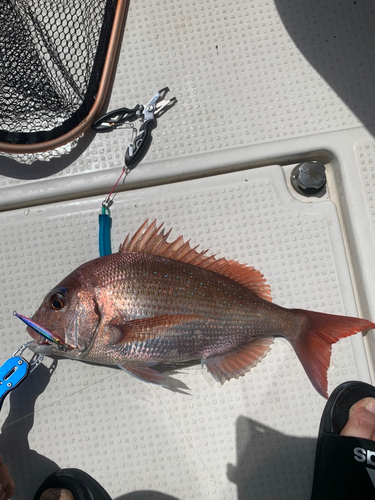 マダイの釣果