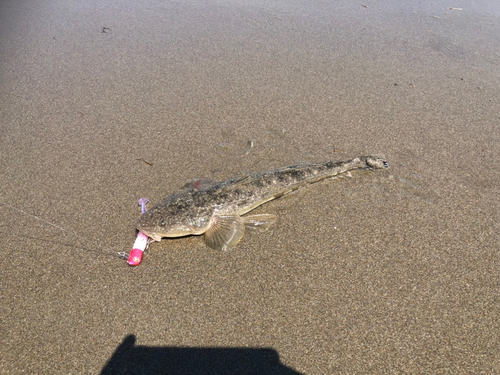 マゴチの釣果