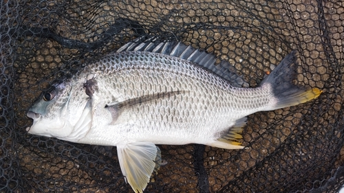 キビレの釣果