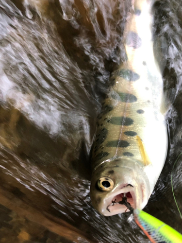 ヤマメの釣果