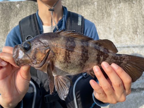 メバルの釣果