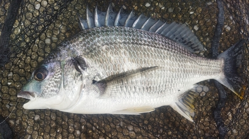 キビレの釣果