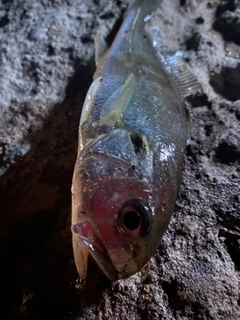 イシモチの釣果