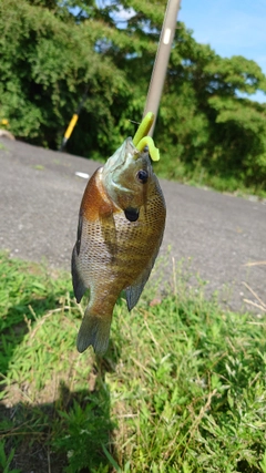 ブルーギルの釣果