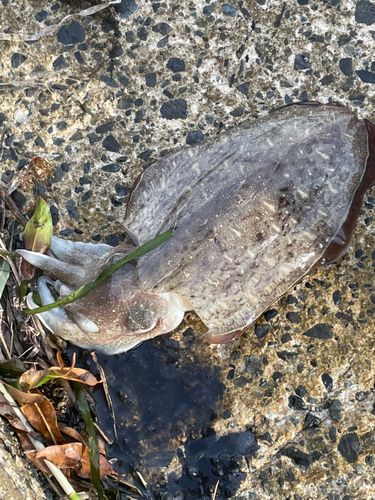 コウイカの釣果