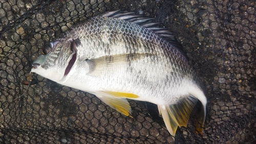 キビレの釣果