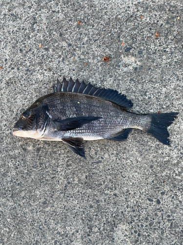 チヌの釣果