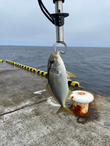 ショゴの釣果