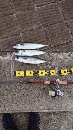 サバの釣果