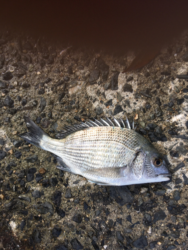 メイタの釣果