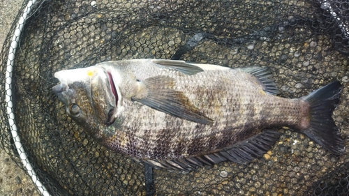 チヌの釣果