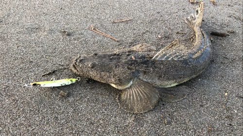 マゴチの釣果