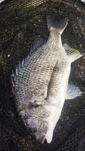 キビレの釣果