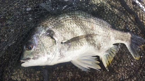 キビレの釣果