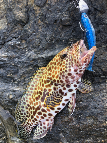 カンモンハタの釣果