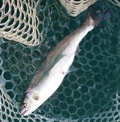 ビワマスの釣果