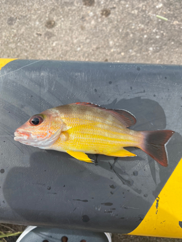 オキフエダイの釣果