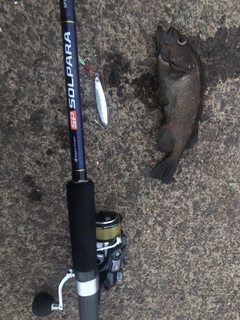 エゾメバルの釣果