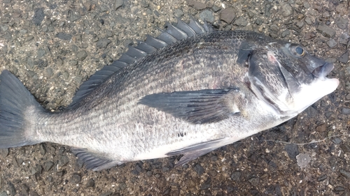 チヌの釣果