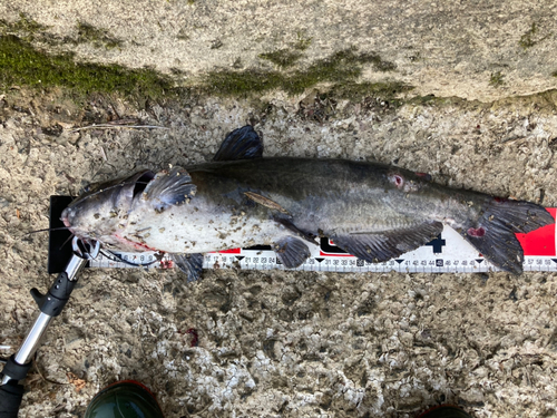 アメリカナマズの釣果