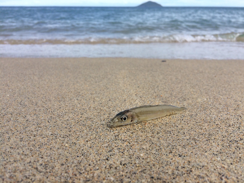 キスの釣果