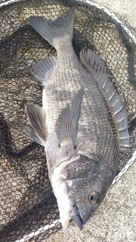 チヌの釣果