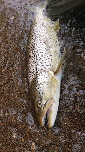 ブラウントラウトの釣果