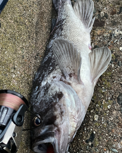 クロソイの釣果