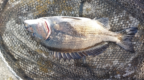 チヌの釣果