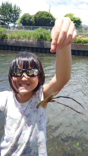 テナガエビの釣果