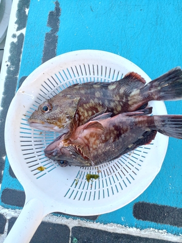 カサゴの釣果