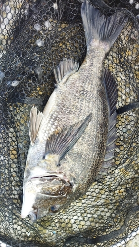 チヌの釣果