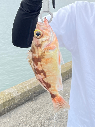 メバルの釣果