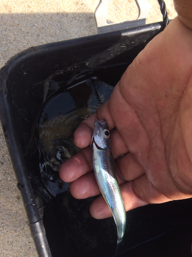 カタクチイワシの釣果