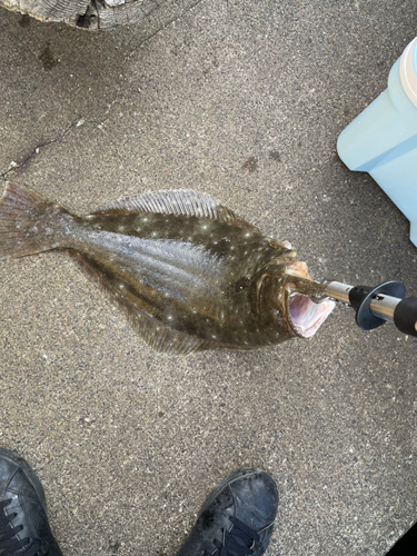 ヒラメの釣果