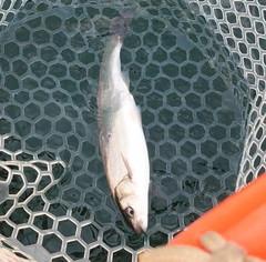 ウグイの釣果