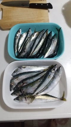 サバの釣果