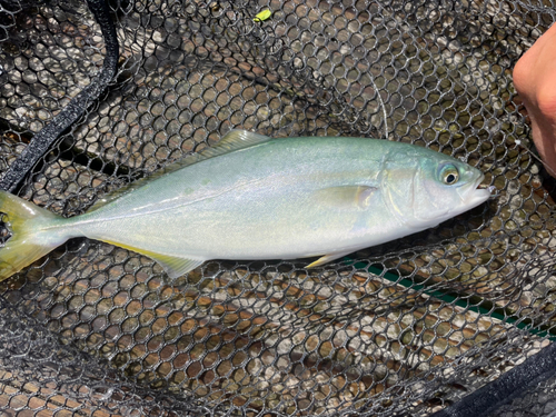 ツバスの釣果