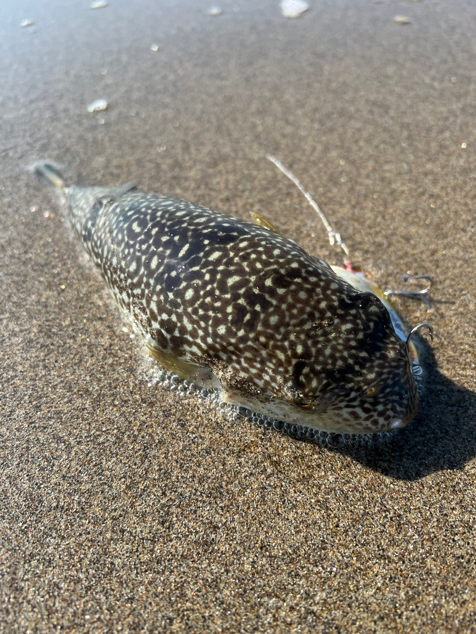 ショウサイフグ