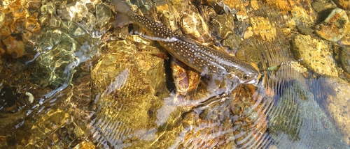 イワナの釣果